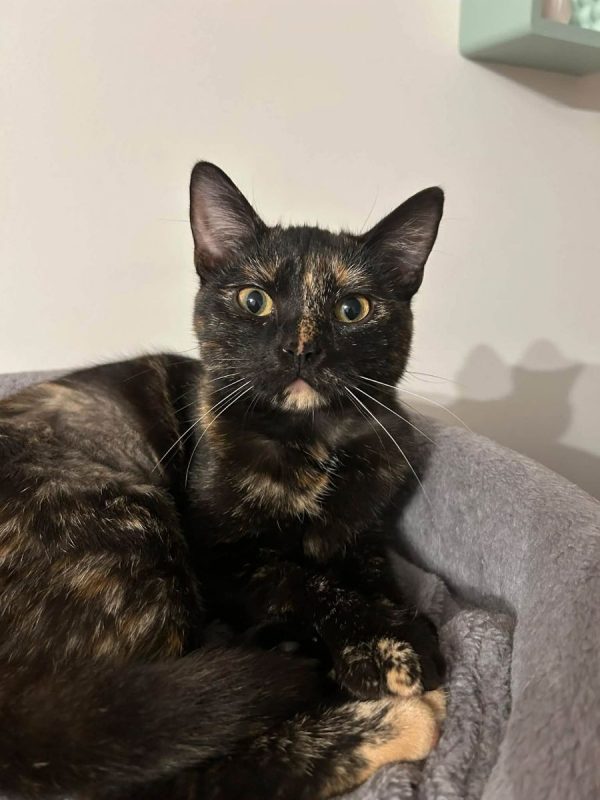 Perséphone - Chat à adopter - photo 3