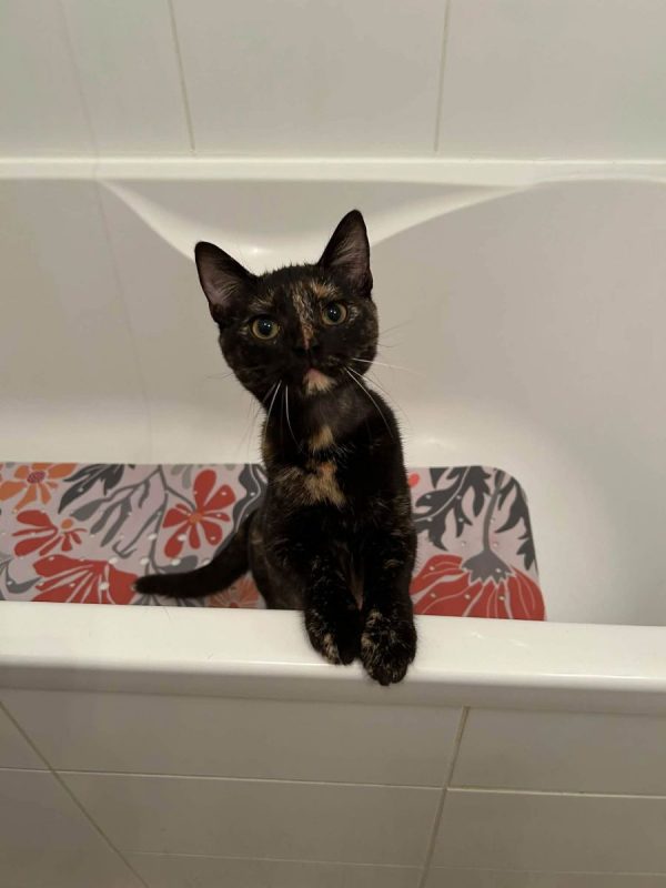 Perséphone - Chat à adopter - photo 2