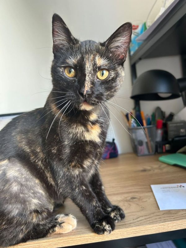 Perséphone - Chat à adopter