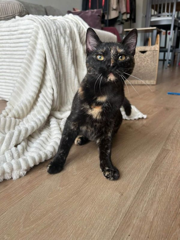 Perséphone - Chat à adopter - photo 8