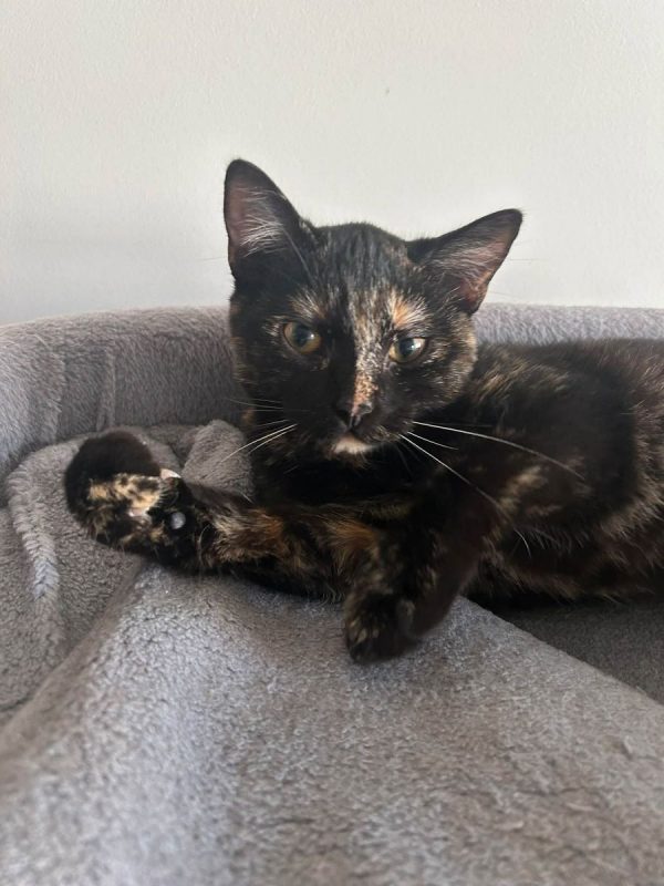 Perséphone - Chat à adopter - photo 4