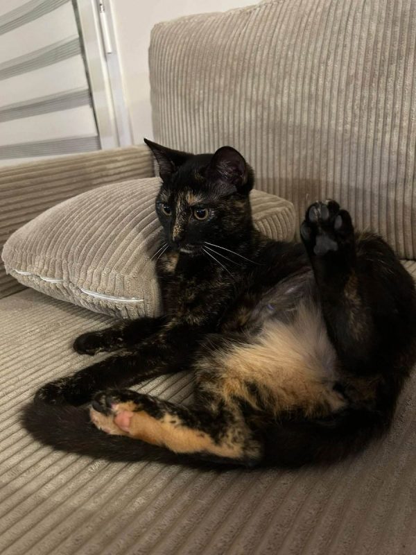 Perséphone - Chat à adopter - photo 7