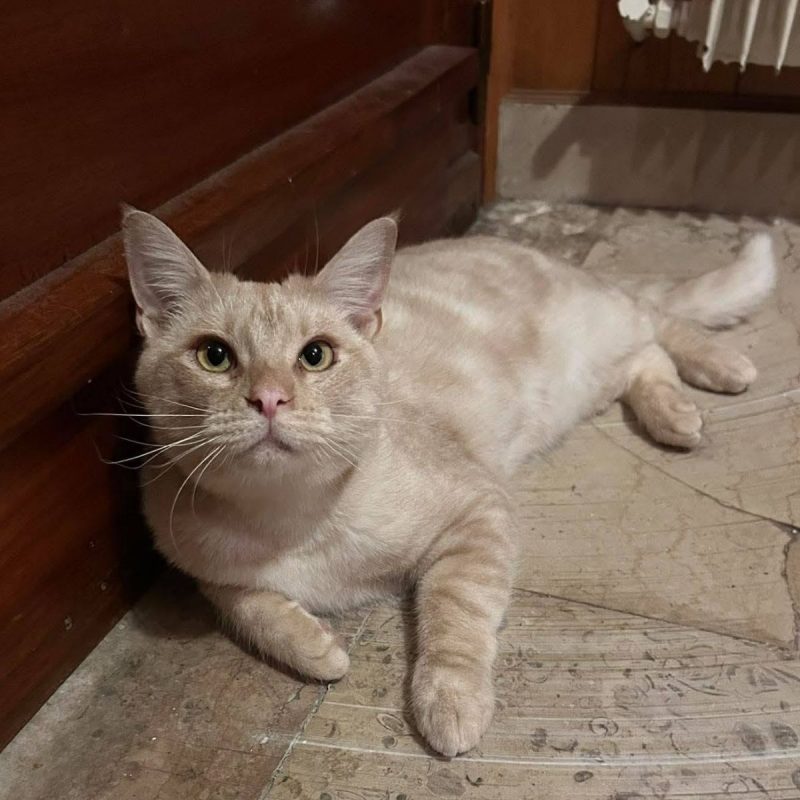 Wink - Chat à adopter - photo 6