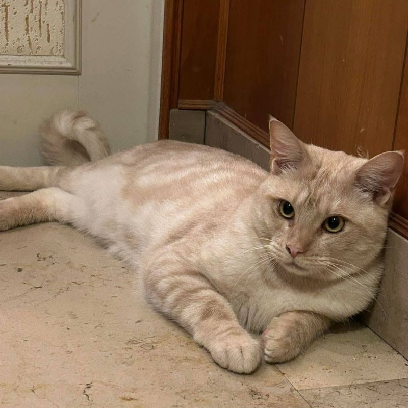 Wink - Chat à adopter - photo 3