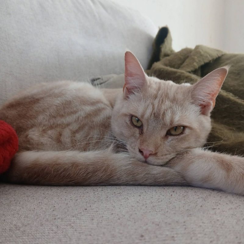 Wink - Chat à adopter - photo 7