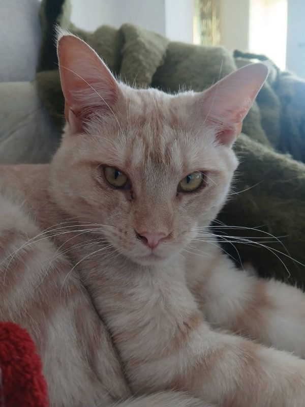 Wink - Chat à adopter - photo 2