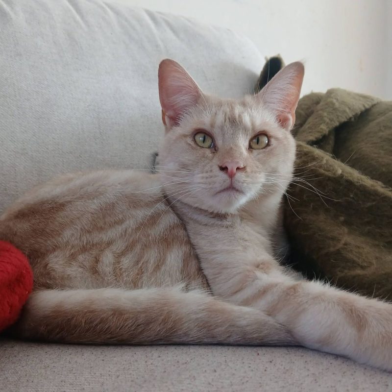 Wink - Chat à adopter - photo 4