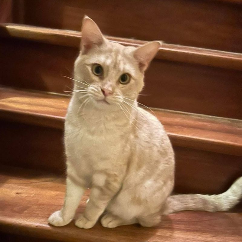 Wink - Chat à adopter - photo 5