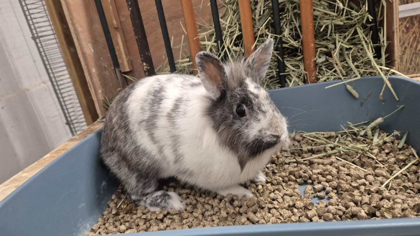 Fontina - Rongeur Lapin à adopter