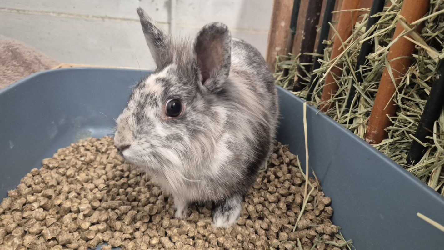 Fontina - Rongeur Lapin à adopter - photo 2