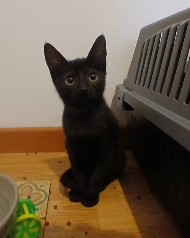 Vio - Chat à adopter - photo 5