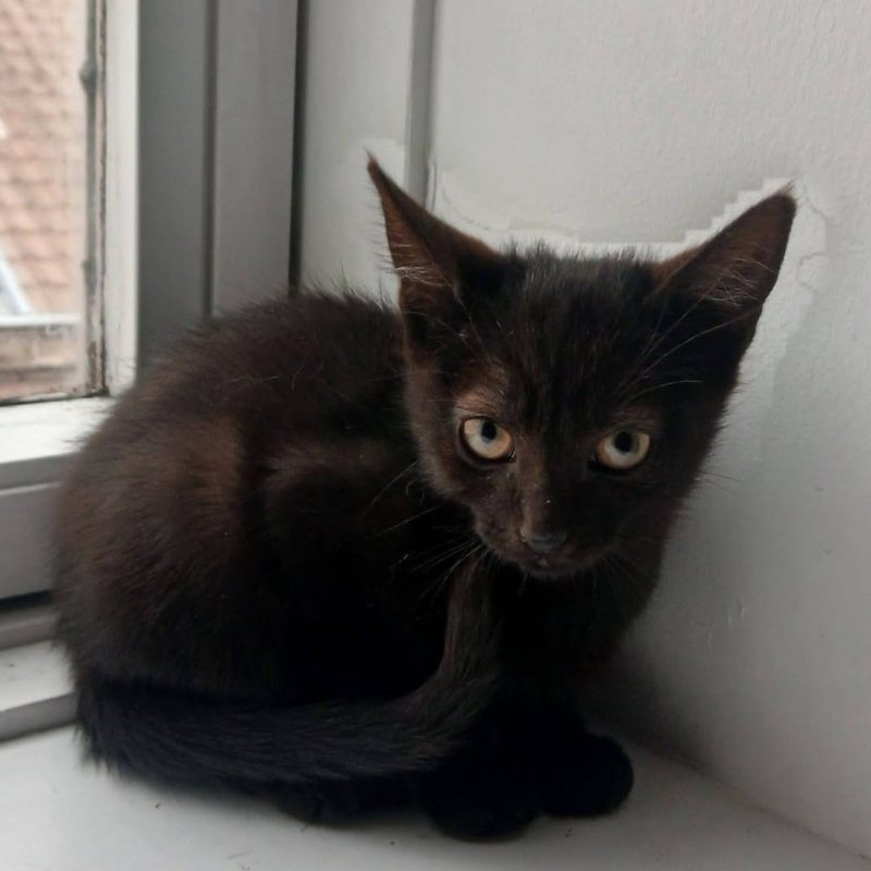 Vio - Chat à adopter - photo 6