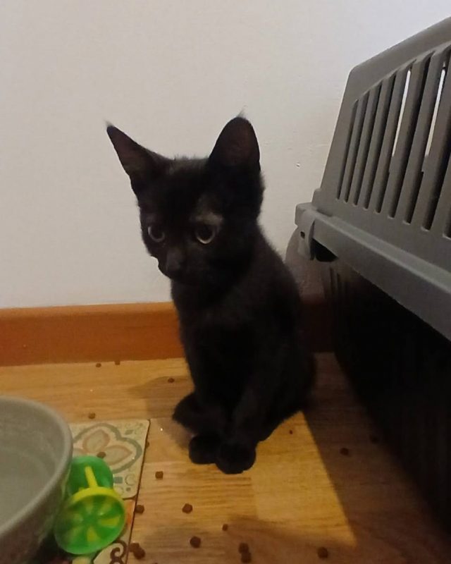Vio - Chat à adopter - photo 4
