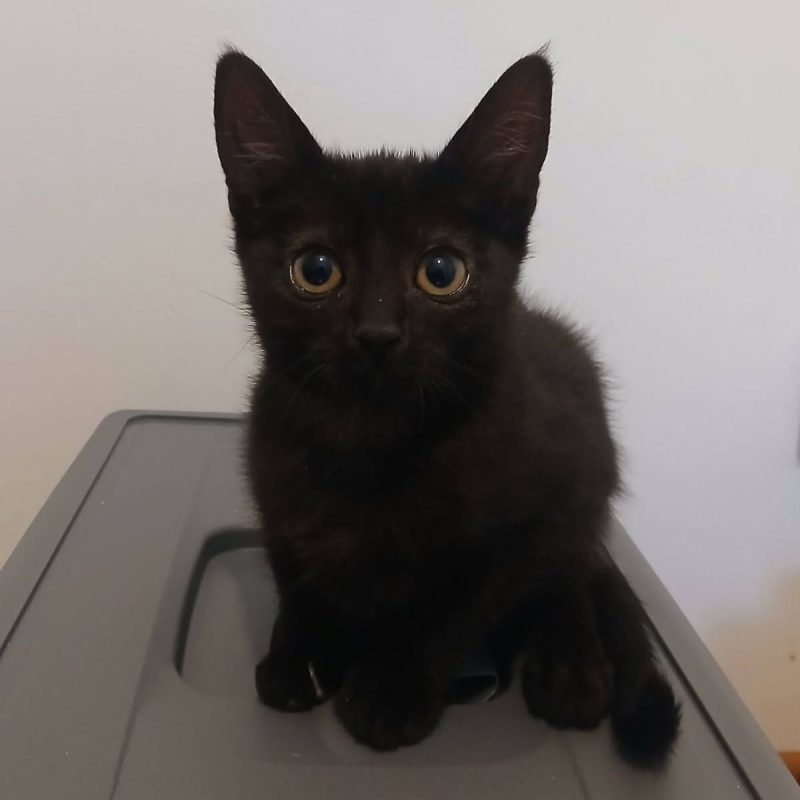 Vio - Chat à adopter - photo 2