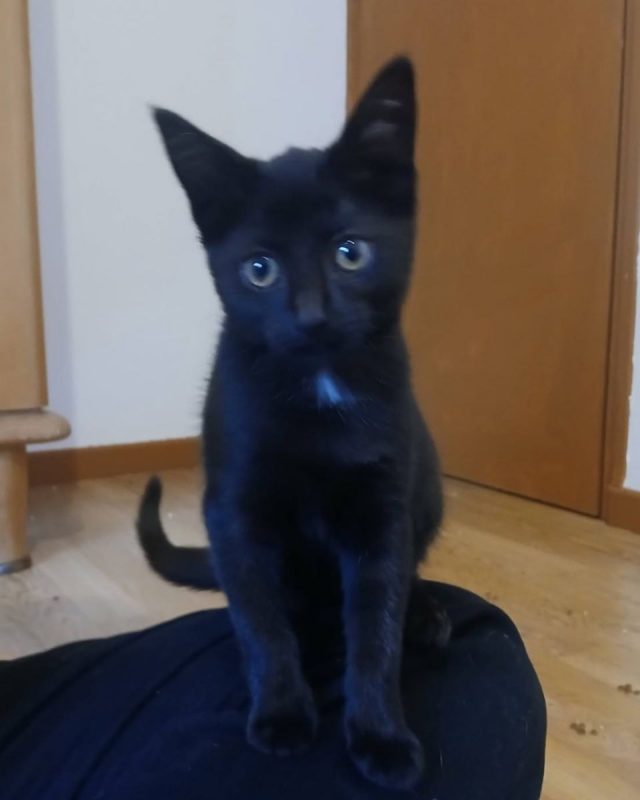 Seal - Chat à adopter - photo 4