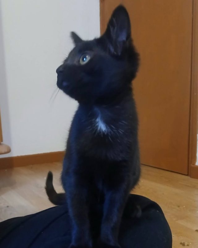 Seal - Chat à adopter - photo 5