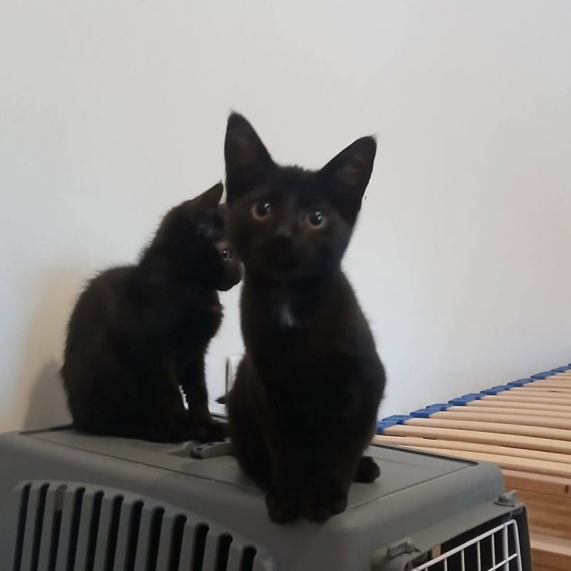 Seal - Chat à adopter - photo 10