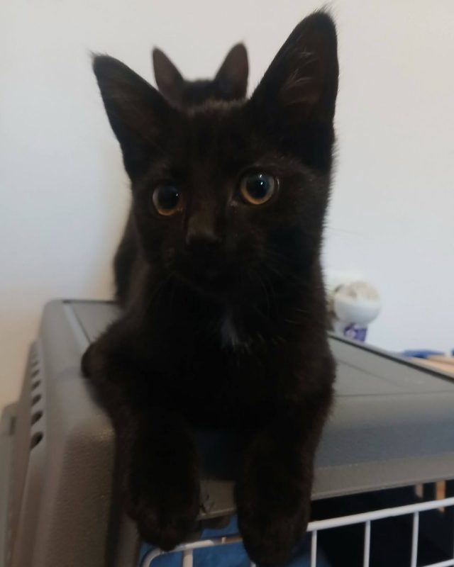 Seal - Chat à adopter - photo 8