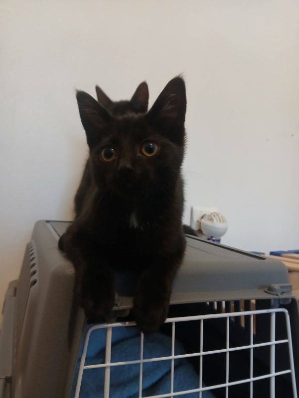 Seal - Chat à adopter - photo 9