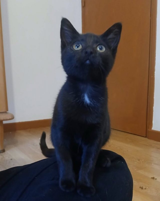 Seal - Chat à adopter