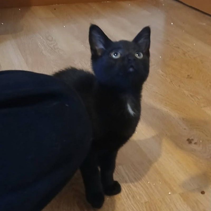 Seal - Chat à adopter - photo 2