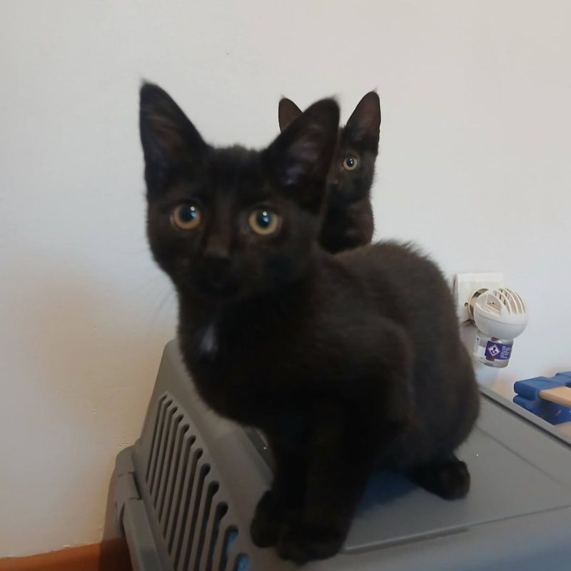 Seal - Chat à adopter - photo 3