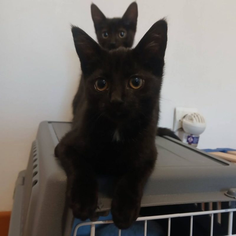 Seal - Chat à adopter - photo 6