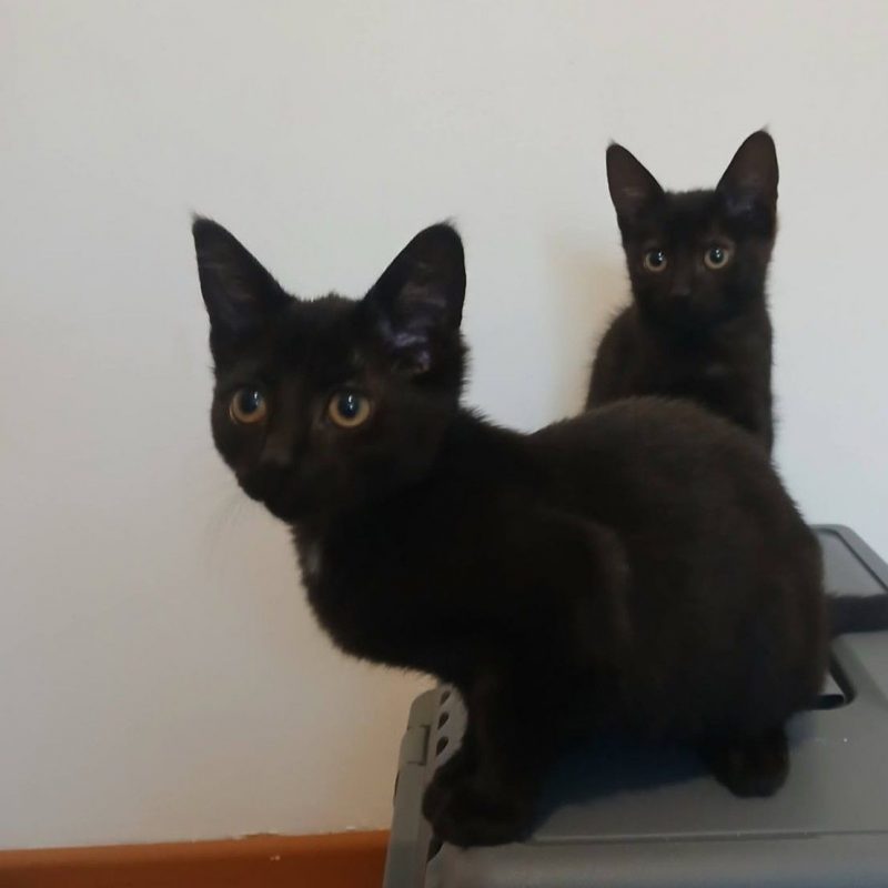 Seal - Chat à adopter - photo 7