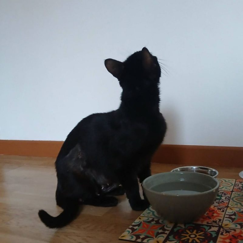 Sylvia - Chat à adopter - photo 4