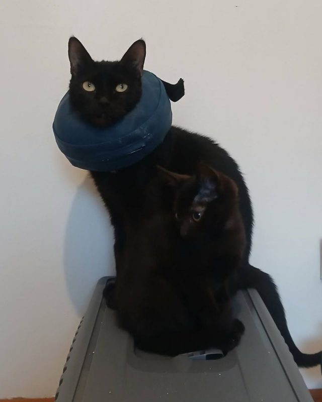 Sylvia - Chat à adopter - photo 6
