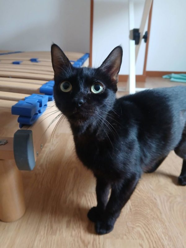 Sylvia - Chat à adopter