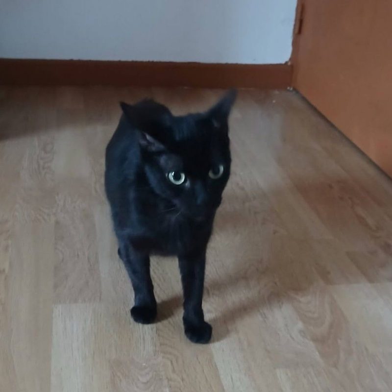 Sylvia - Chat à adopter - photo 3