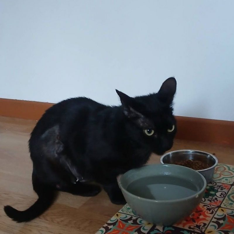 Sylvia - Chat à adopter - photo 2