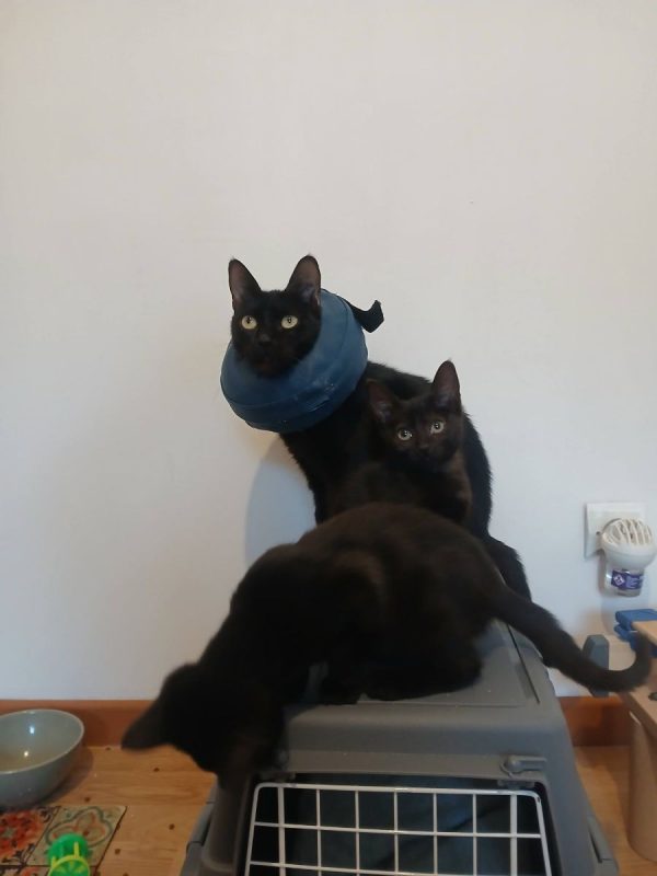Sylvia - Chat à adopter - photo 5