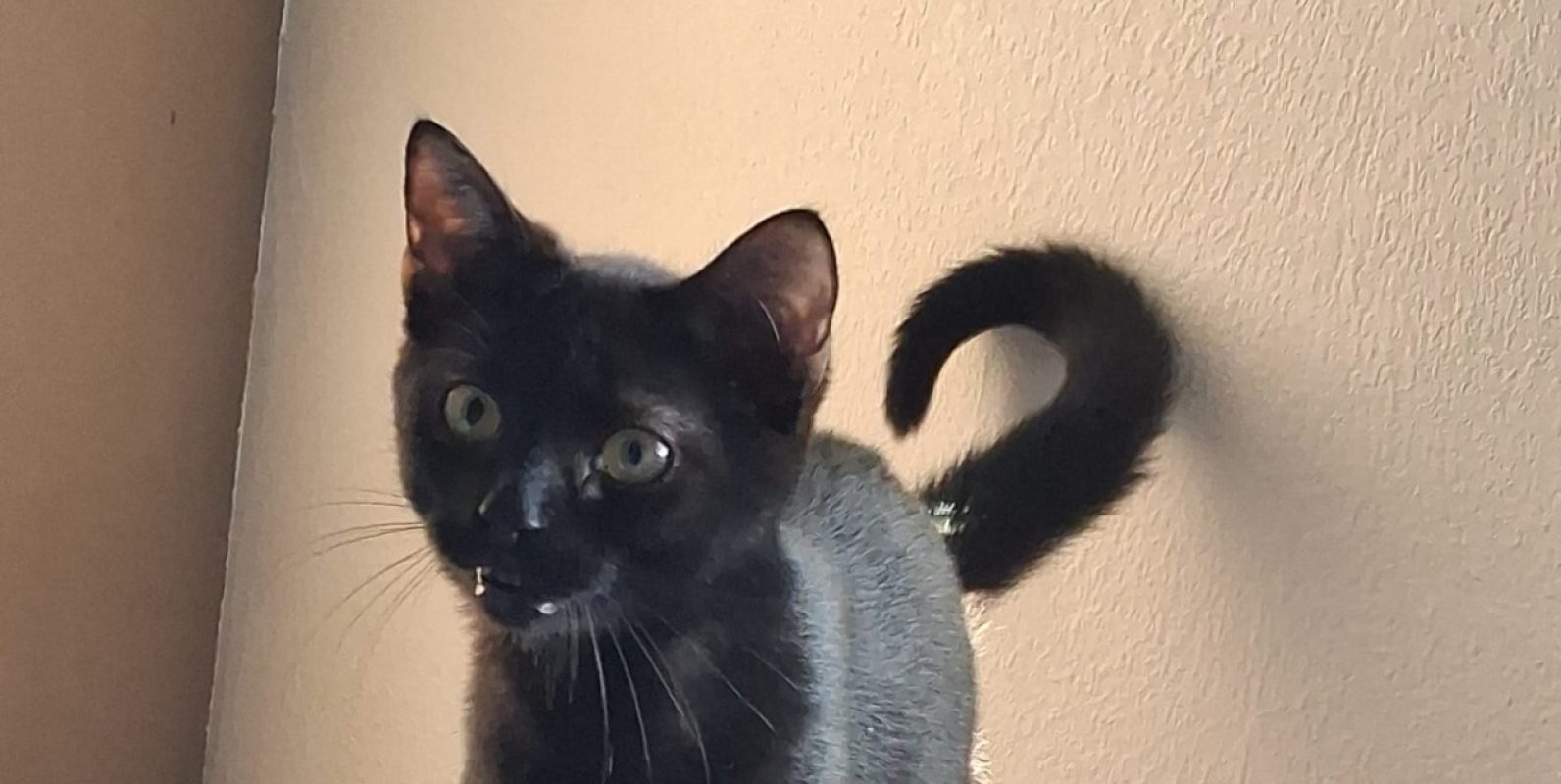 Bagheera - Chat Européen à adopter
