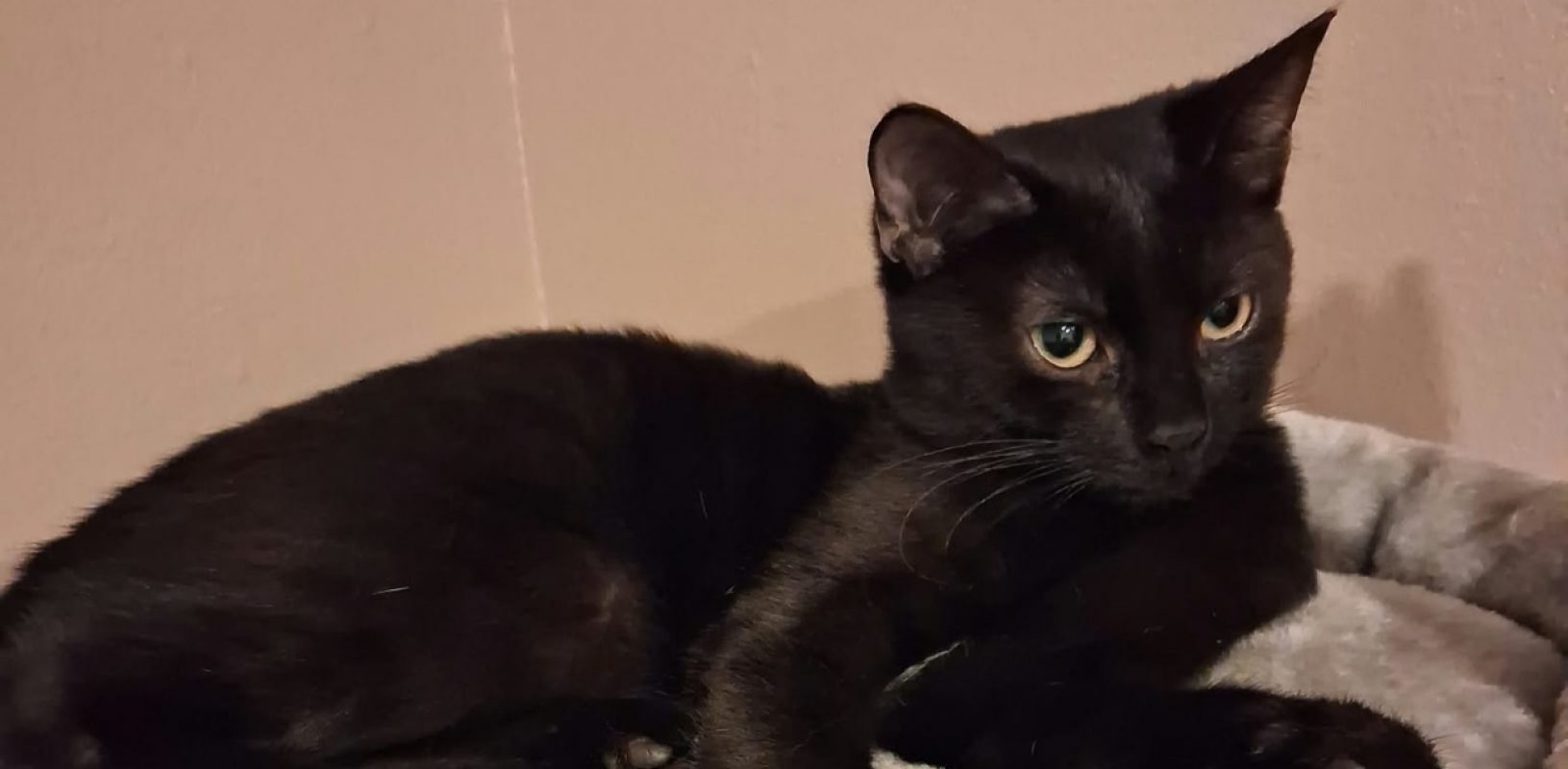 Bagheera - Chat Européen à adopter - photo 2