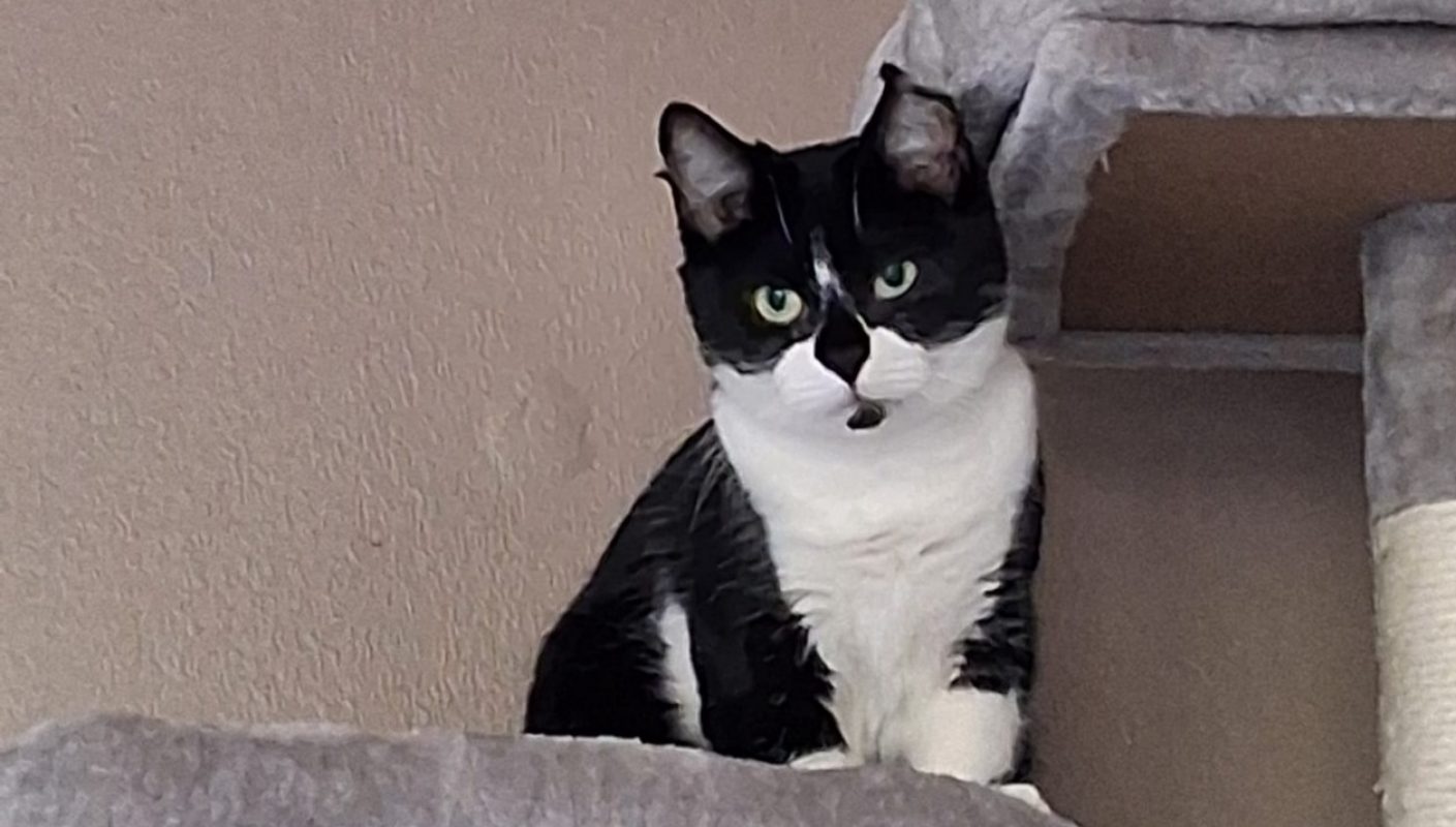 Zorrotte - Chat Européen à adopter