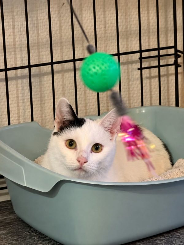 FLIP - Chat à adopter