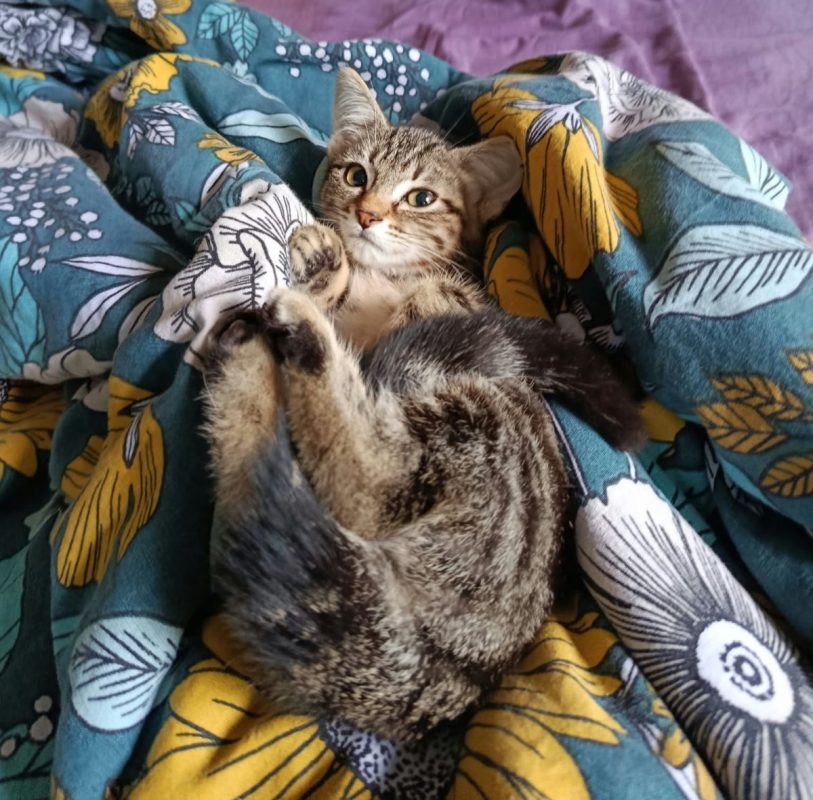 ABSINTHE - Chat à adopter