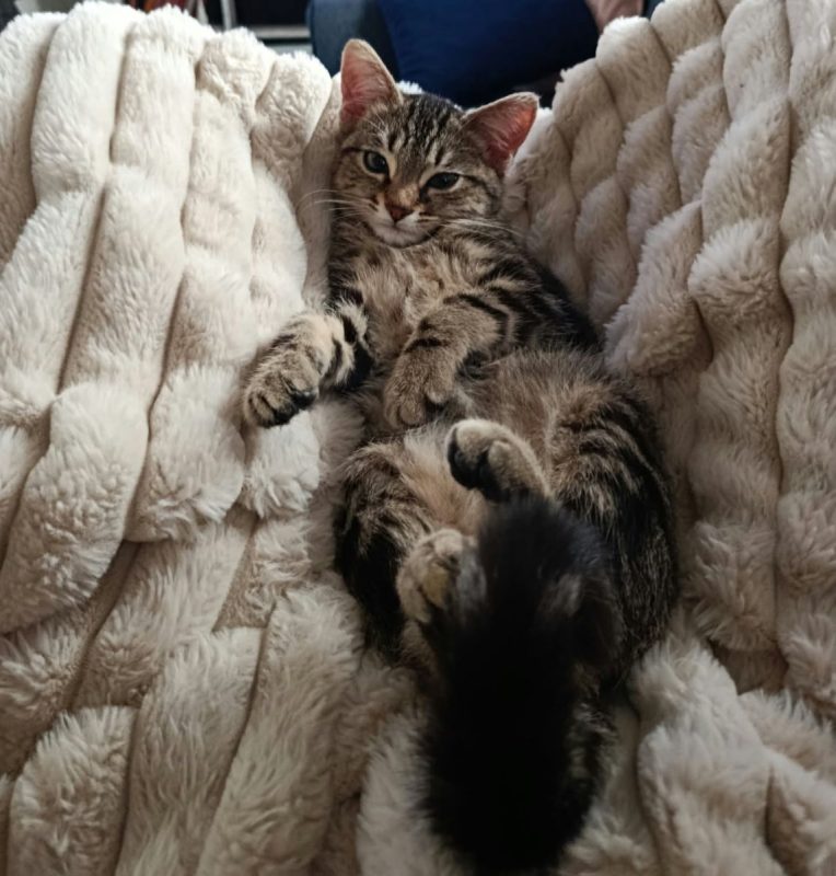 ABSINTHE - Chat à adopter - photo 2