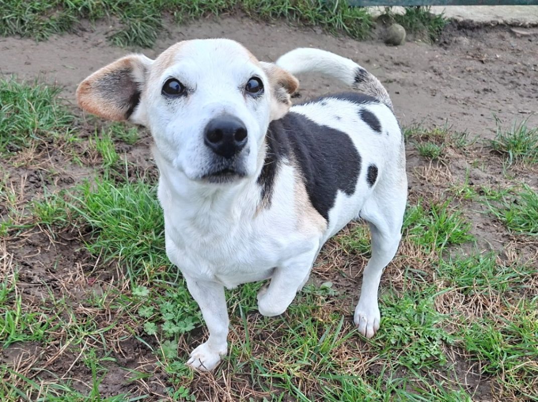 Izi - Chien à adopter