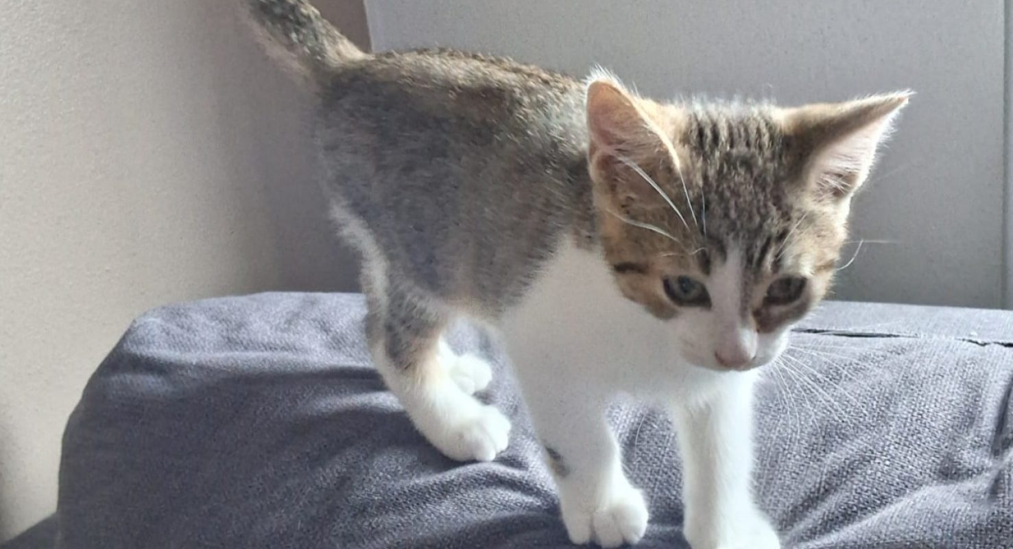 Coca - Chat Européen à adopter