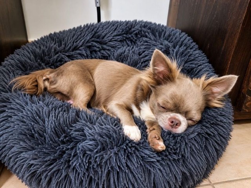 ANDZHELA - Chien à adopter - photo 3