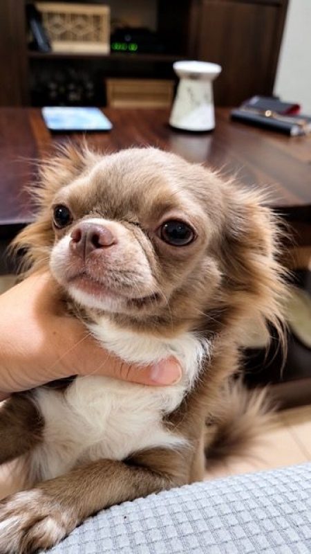 ANDZHELA - Chien à adopter - photo 4