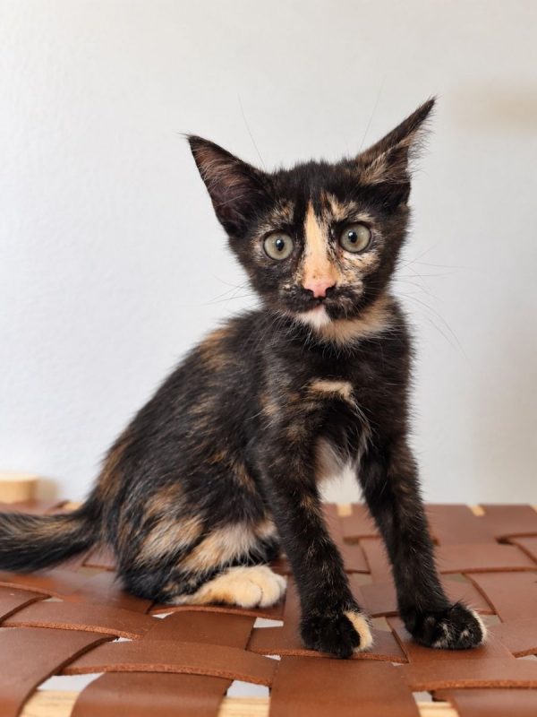 BOO - Chat à adopter
