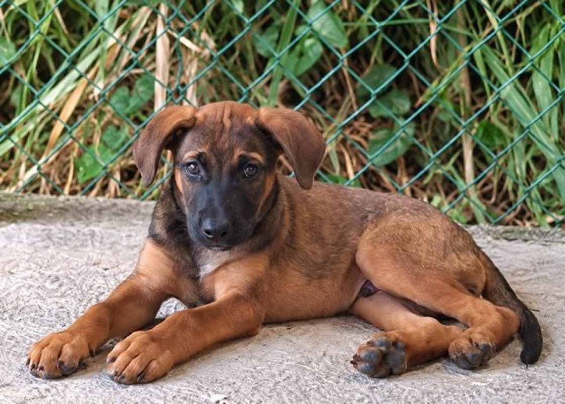 CHASSAGNE - Chien à adopter