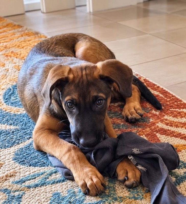 CHASSAGNE - Chien à adopter - photo 3