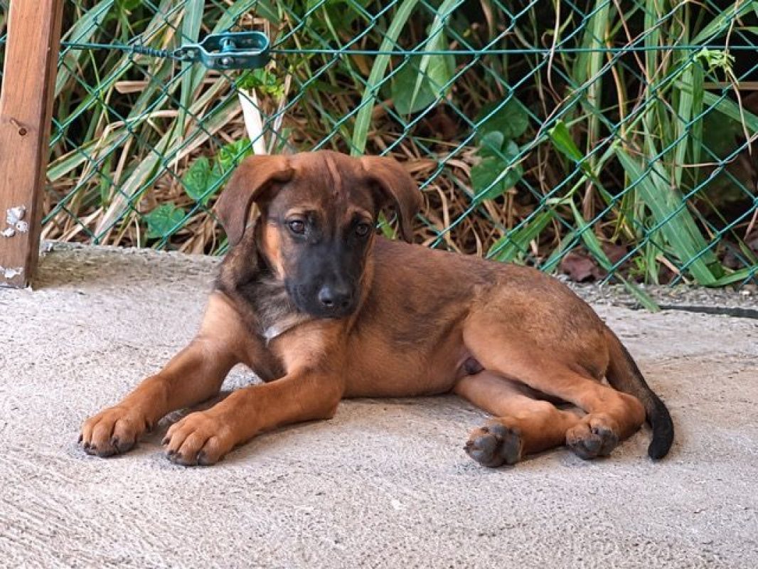 CHASSAGNE - Chien à adopter - photo 6