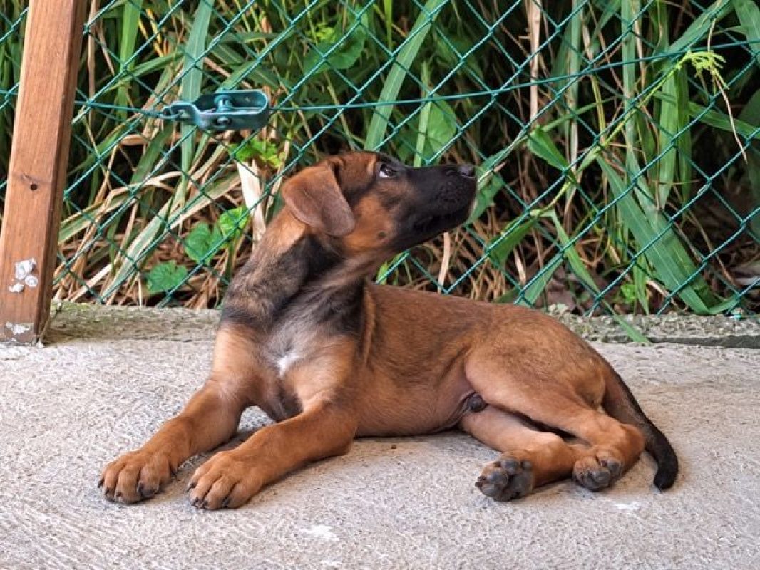CHASSAGNE - Chien à adopter - photo 5