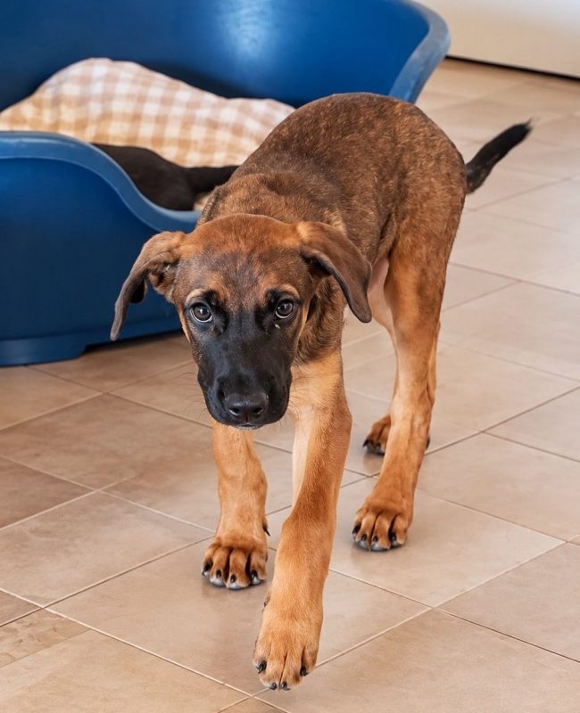 CHASSAGNE - Chien à adopter - photo 2